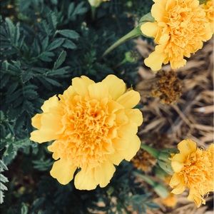 Meet your Posher, Leslie